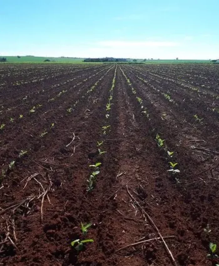 Mejores prácticas para la siembra de soja